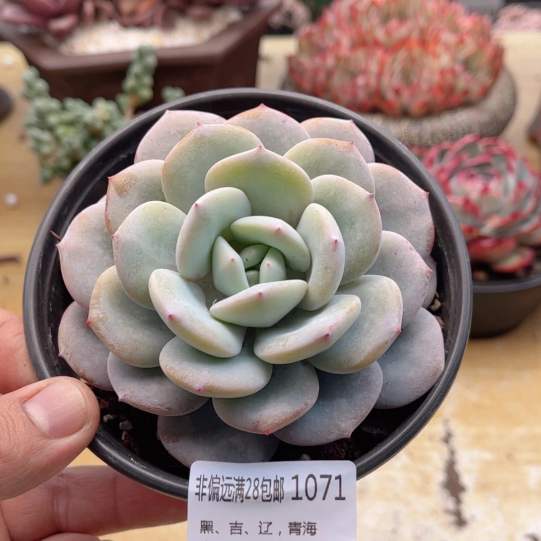 【闪购商品】1071奶茶