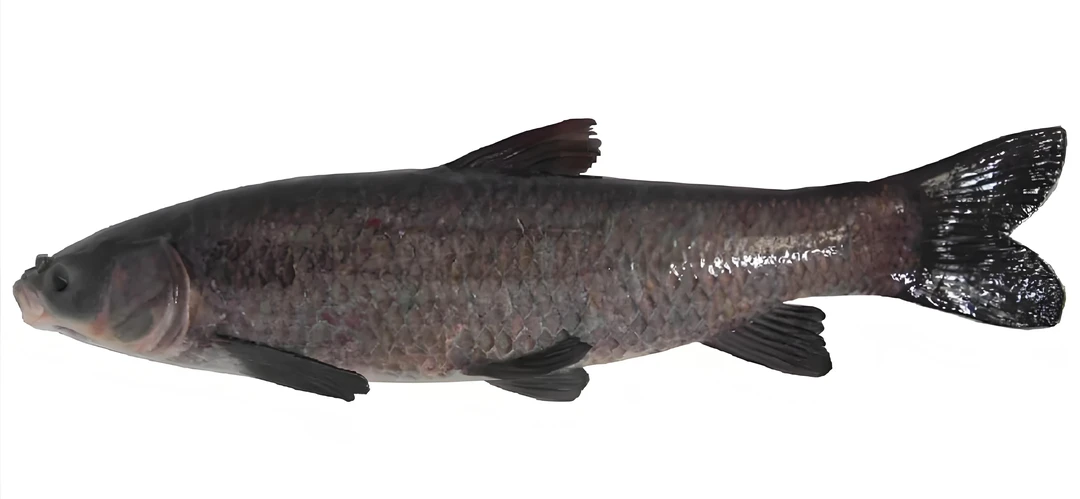冷水野生大黑青根鱼