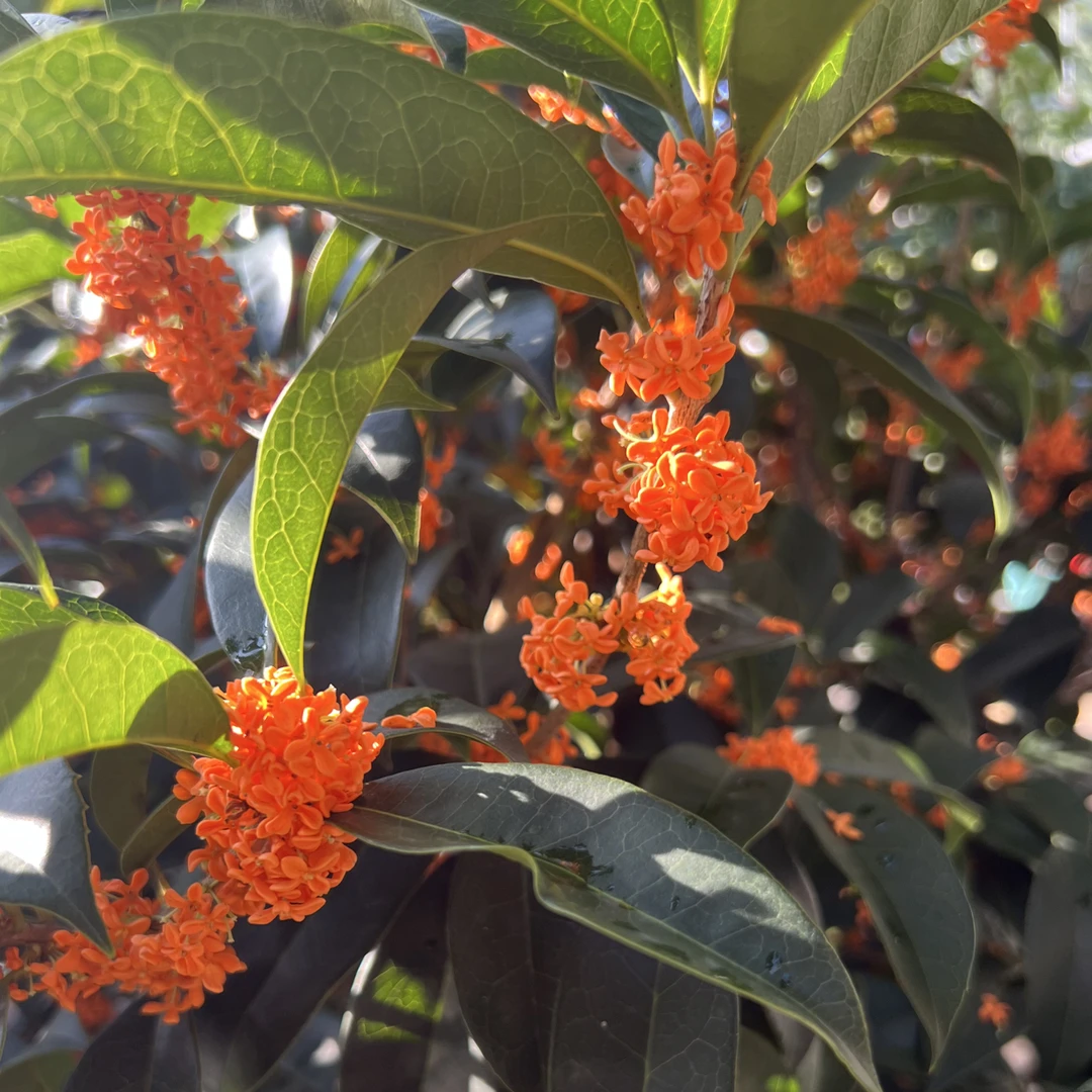 黄杨  桂花等花园植物。直播间一物一拍！