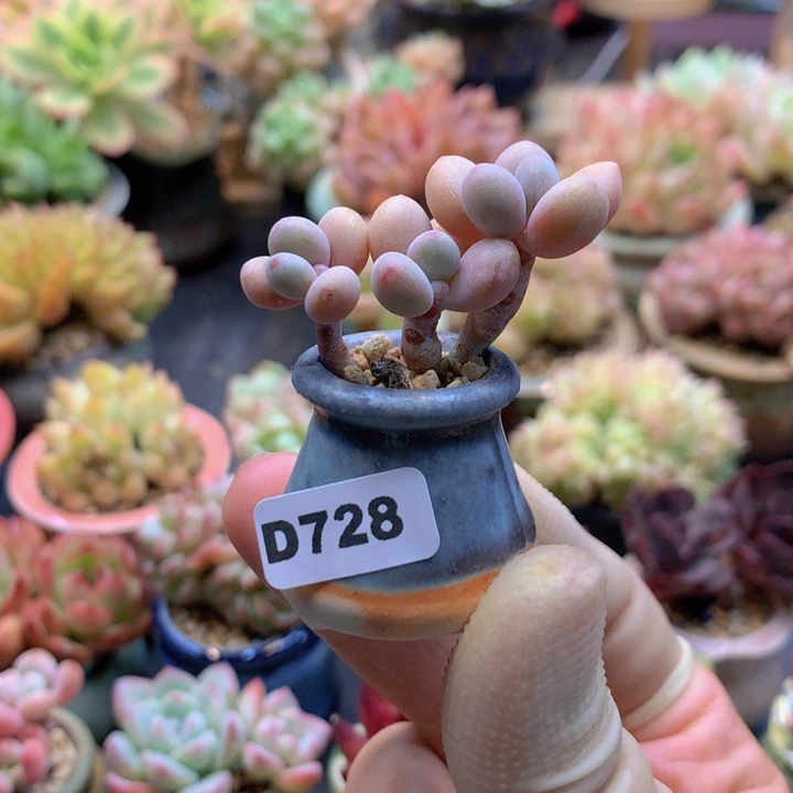 一物一拍含盆土满38包邮D728