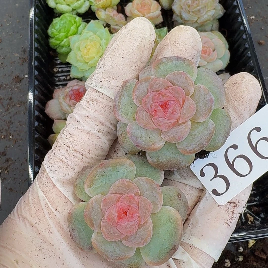 多肉植物多肉植物366