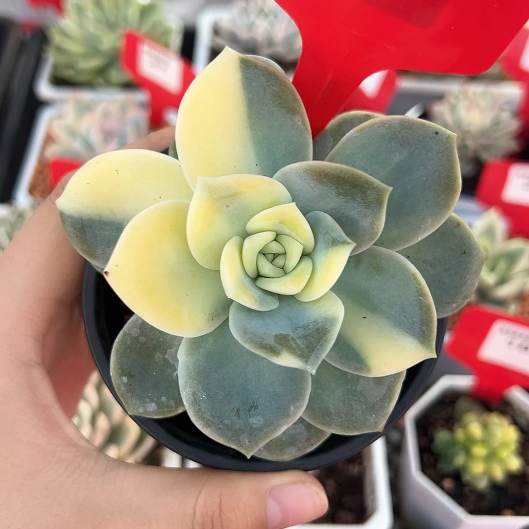 21号可爱玫瑰锦多肉植物