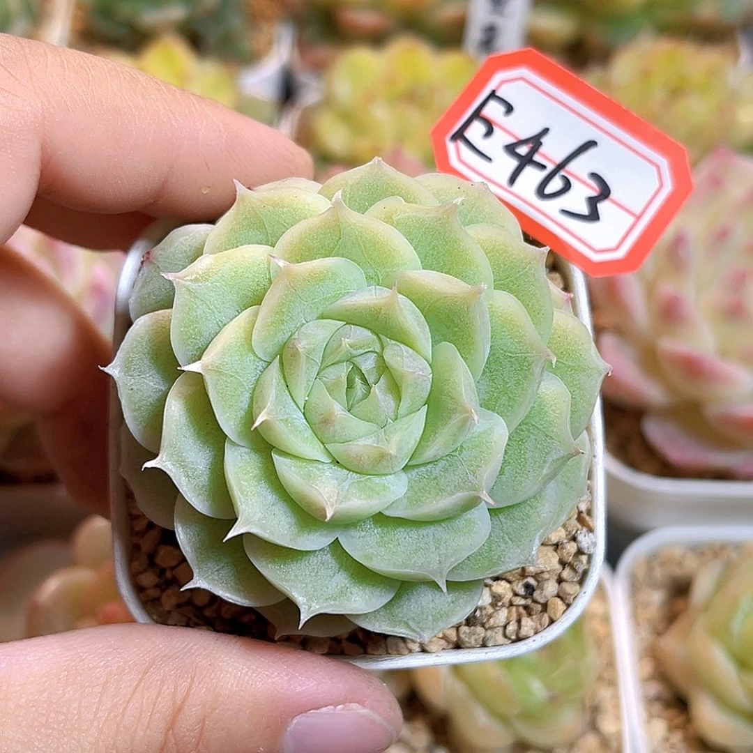 E463一物一拍 冰淇凌虾饺