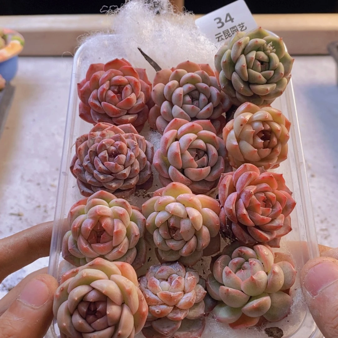 一物一拍。      034