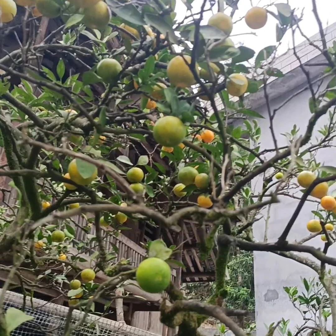 自家不打药不施肥无核蜜桔