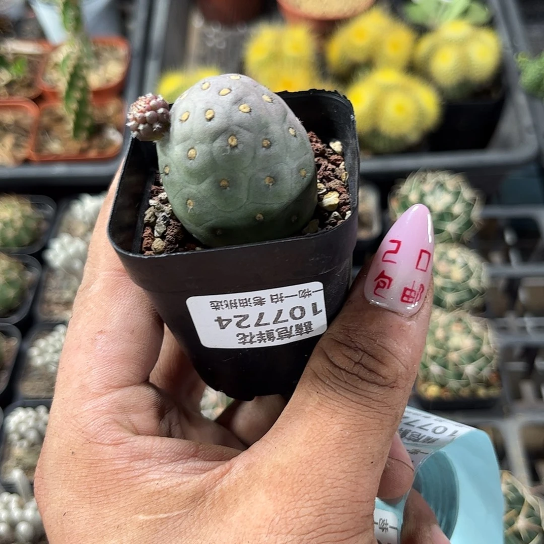 脉***女107724一物一拍单头发货