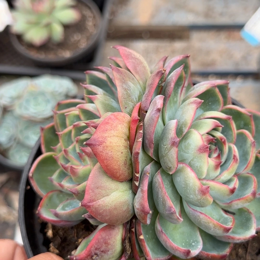 惊鸿一物一拍包装收缩花旱