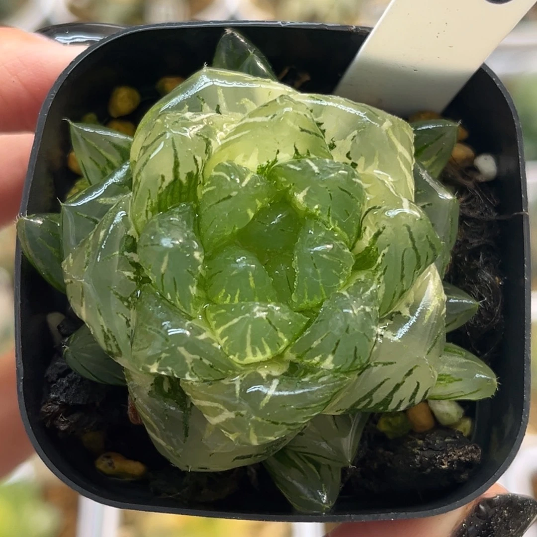 26巨大龙鳞玉露锦福利专场