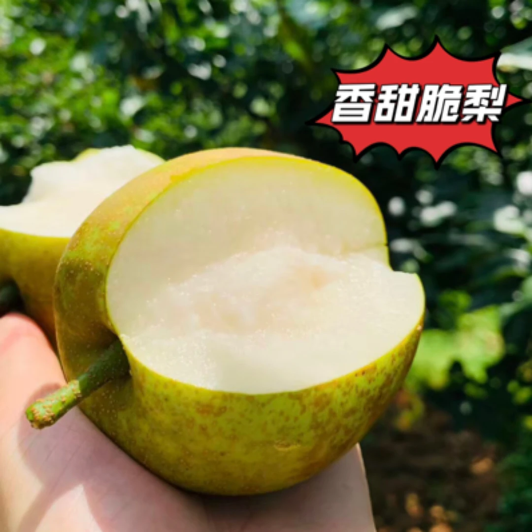 湖北翠冠梨带有果绣无渣多汁当季新鲜水果现摘现发/坏果包赔