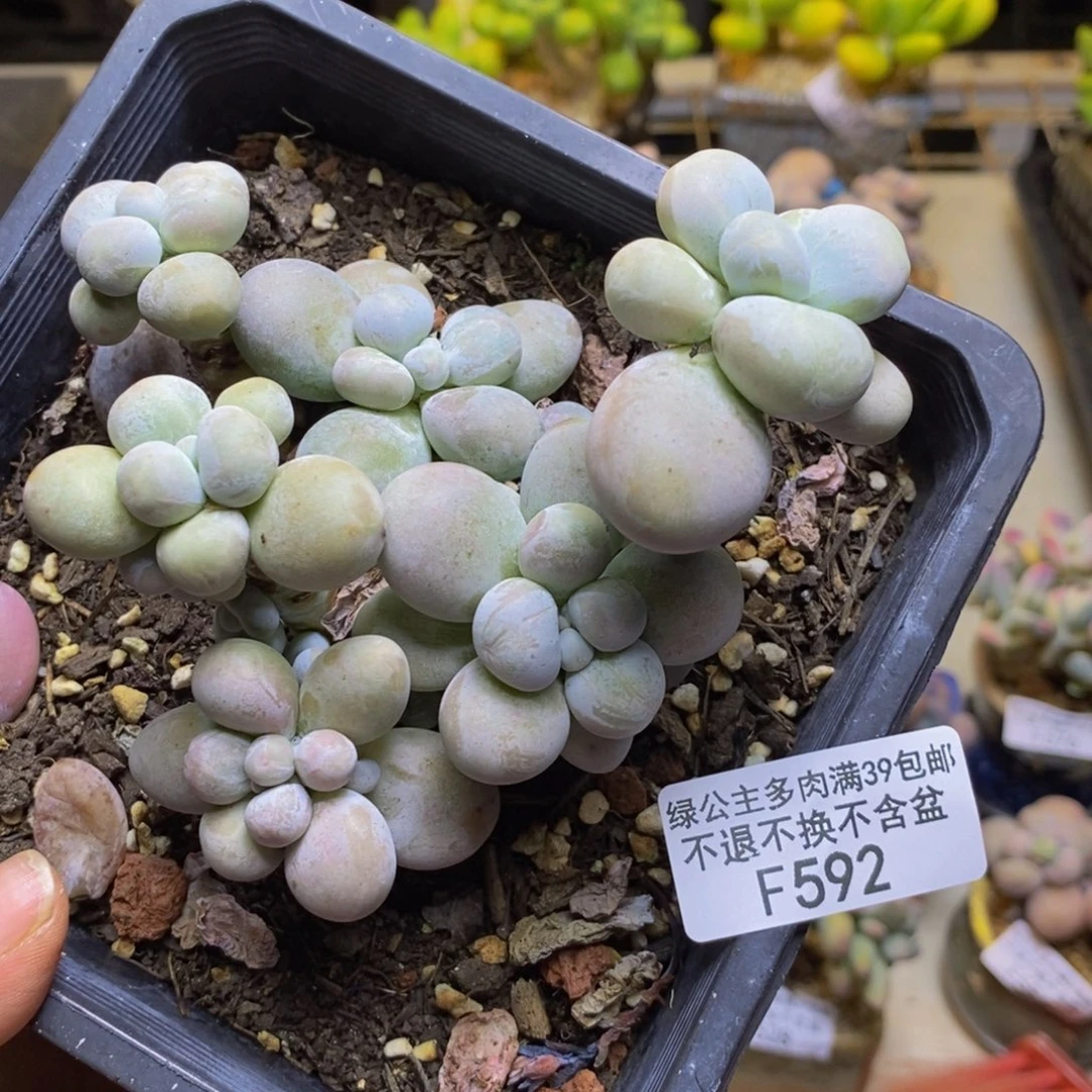 592芭比奶多肉10cm