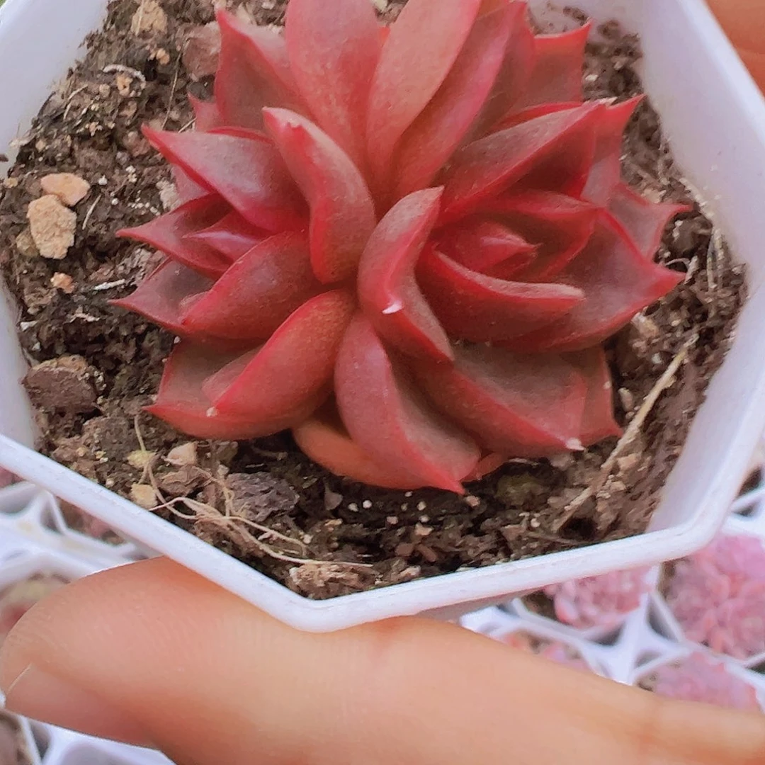 双头红灯19包邮多肉