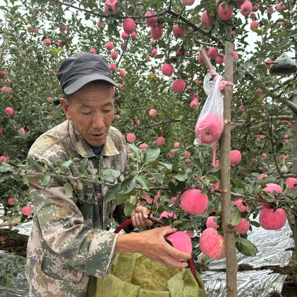 秦安苹果高山红富士条红