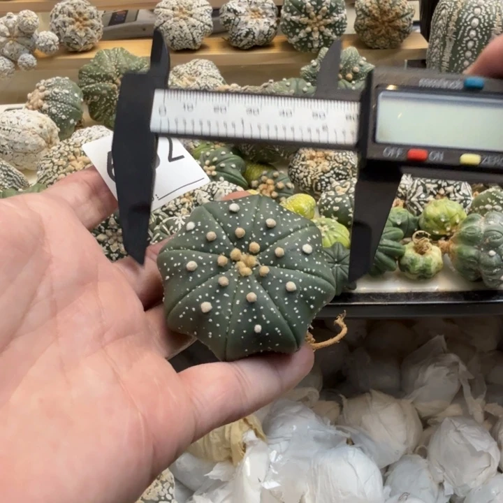 兜星球仙人球602号