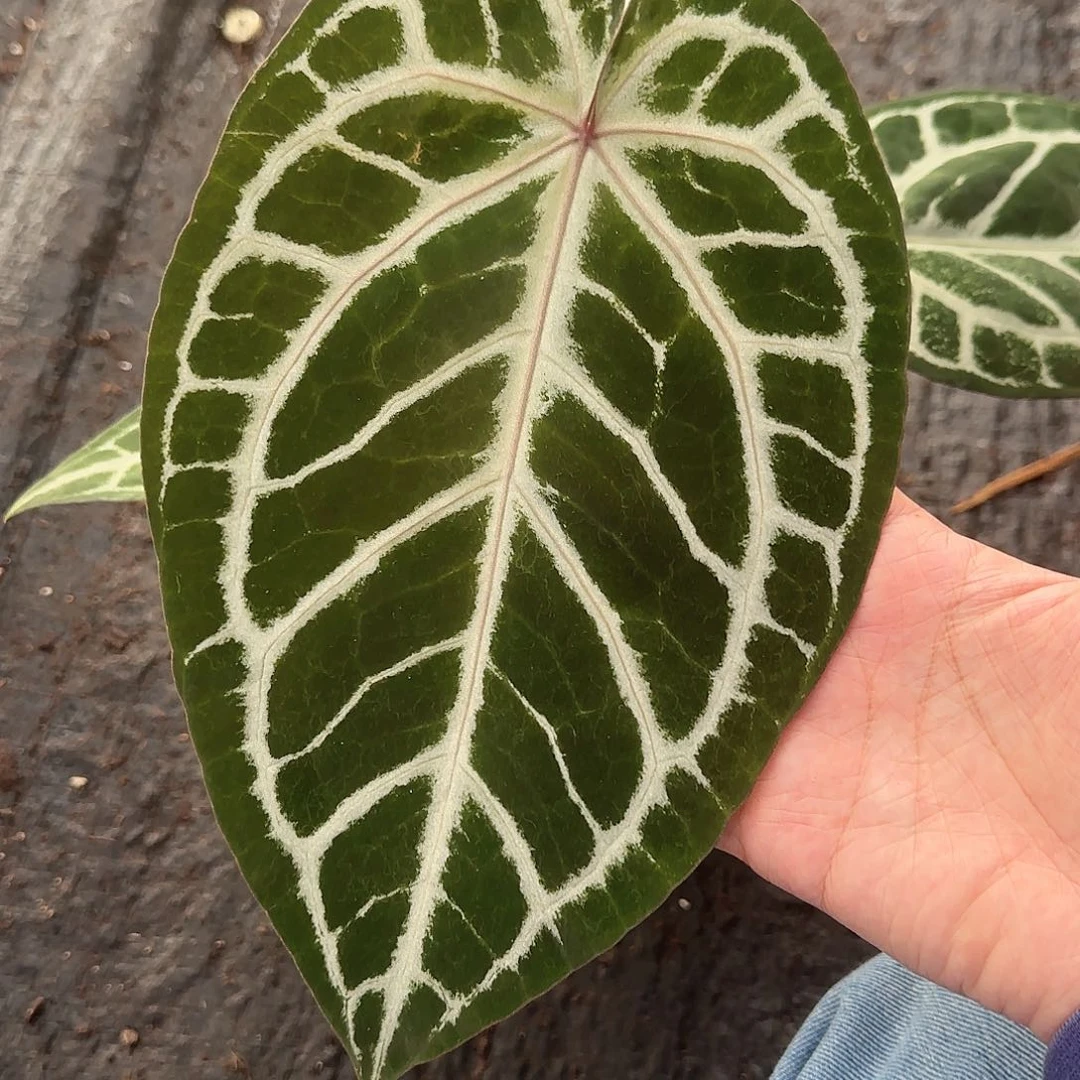 完全开放粉柠檬红-紫