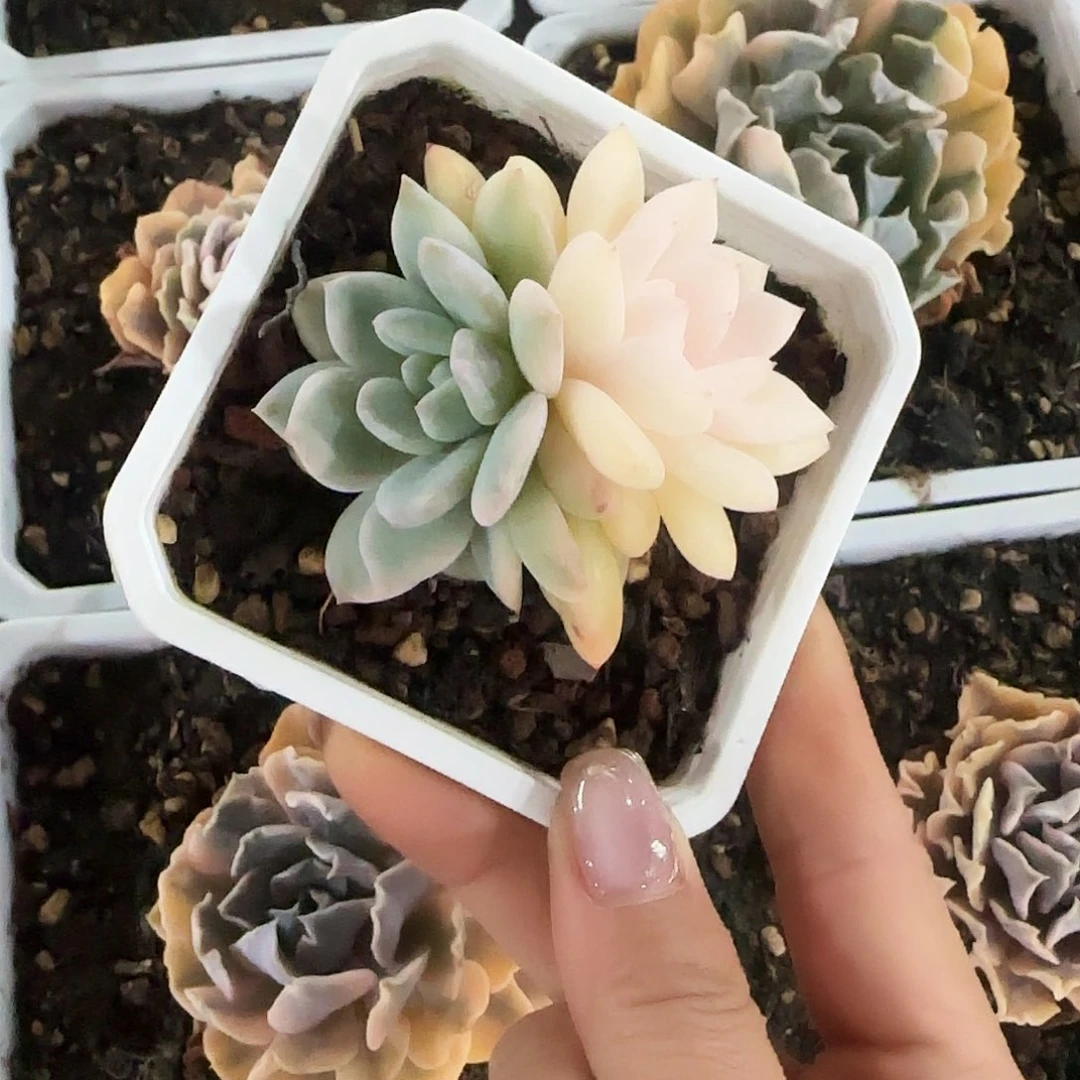 油***爱行影锦小可爱多肉植物