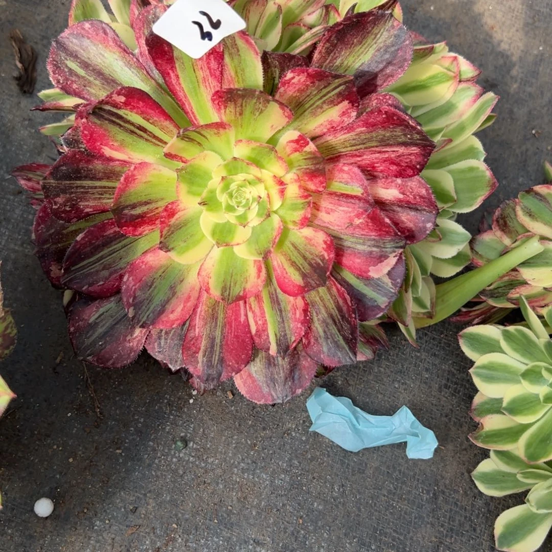 32伯爵捧花无根多肉椅子