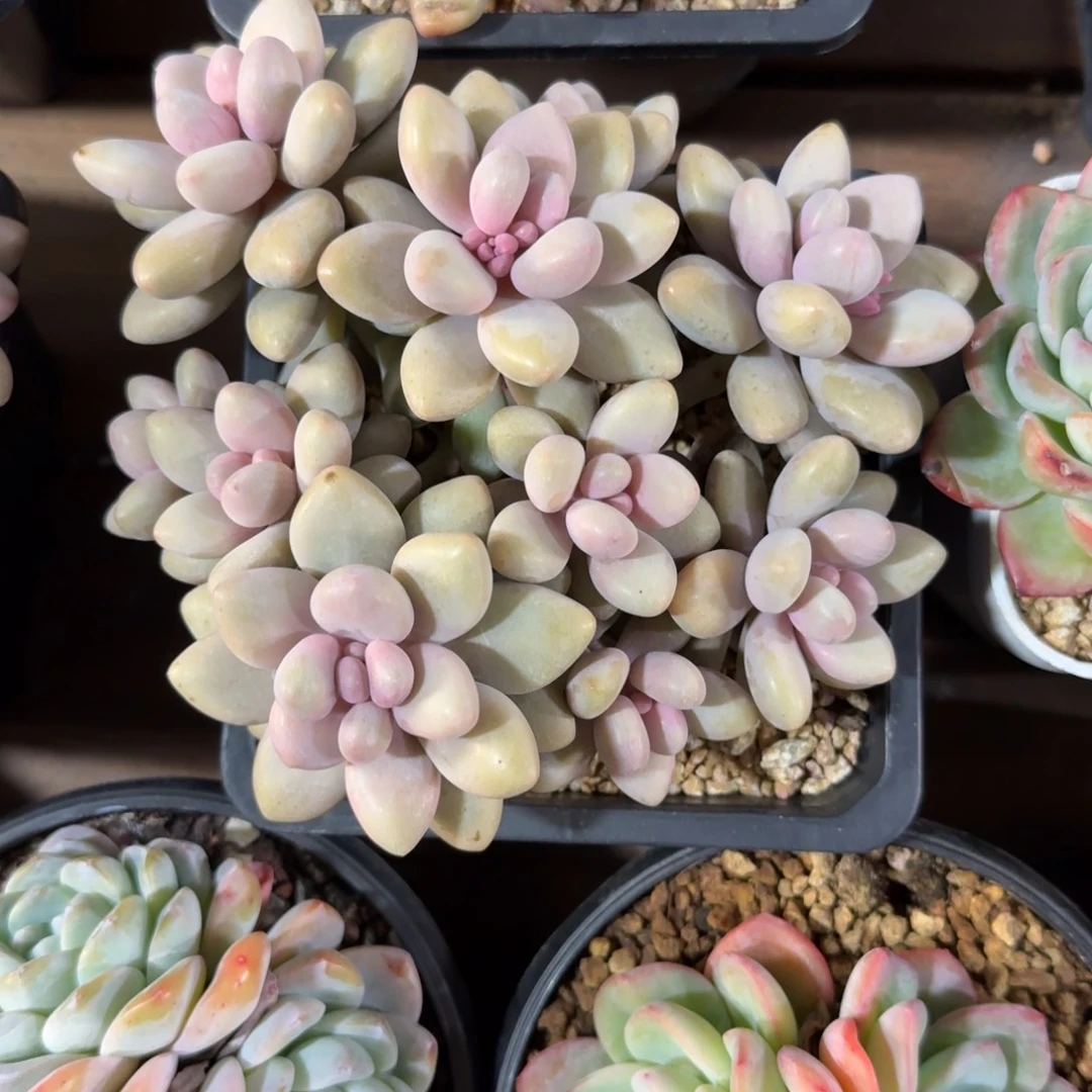 蜜多丽美人11111111111111