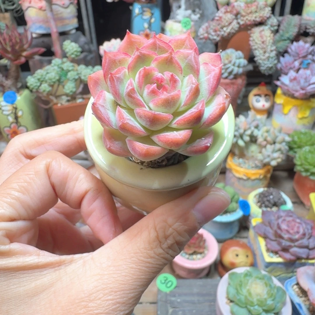 女王 多肉含盆土 一物一拍