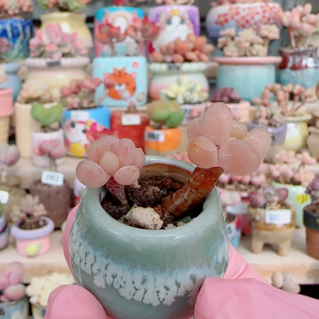 推荐 小香水鱼子酱