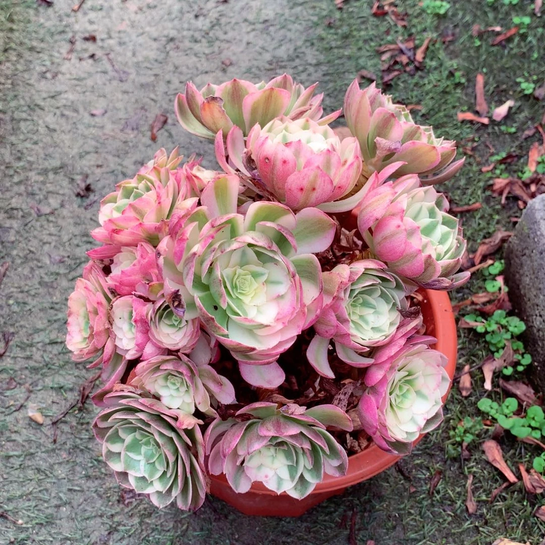 变异的，多肉植物的