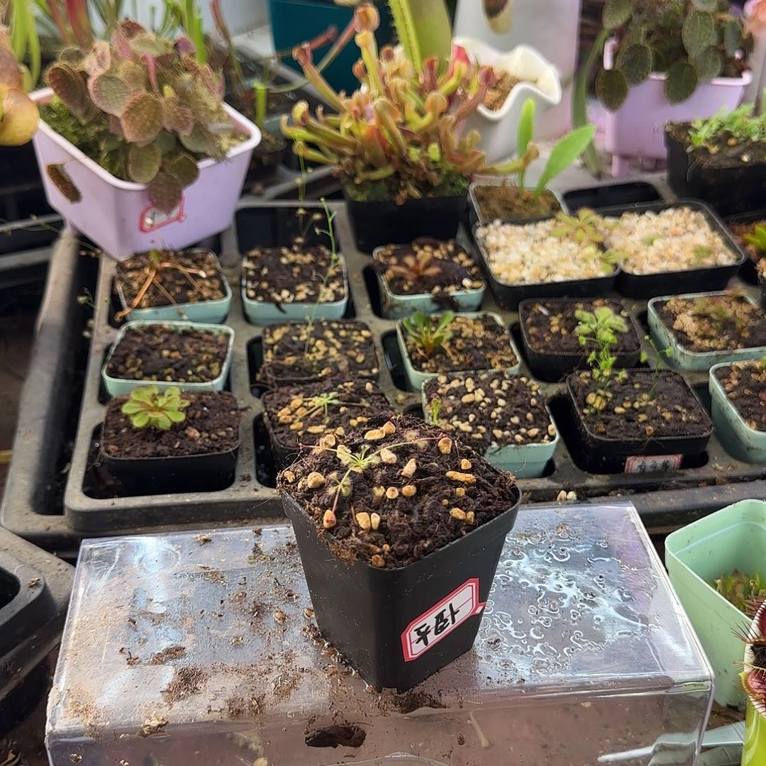 完全开放平卧球根茅