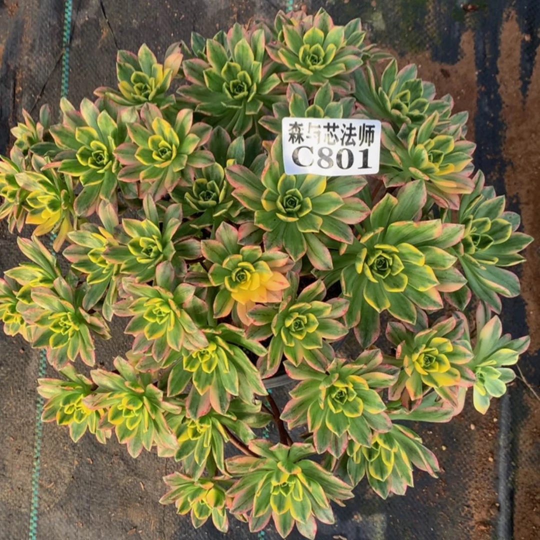 【闪购商品】801甜茶