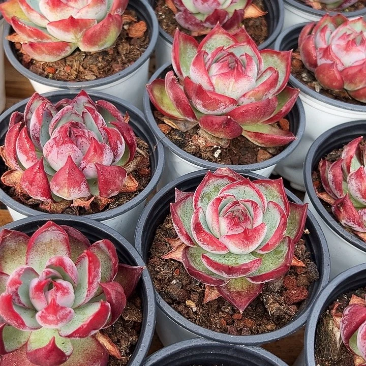 两盆  惊鸿(原价9米)