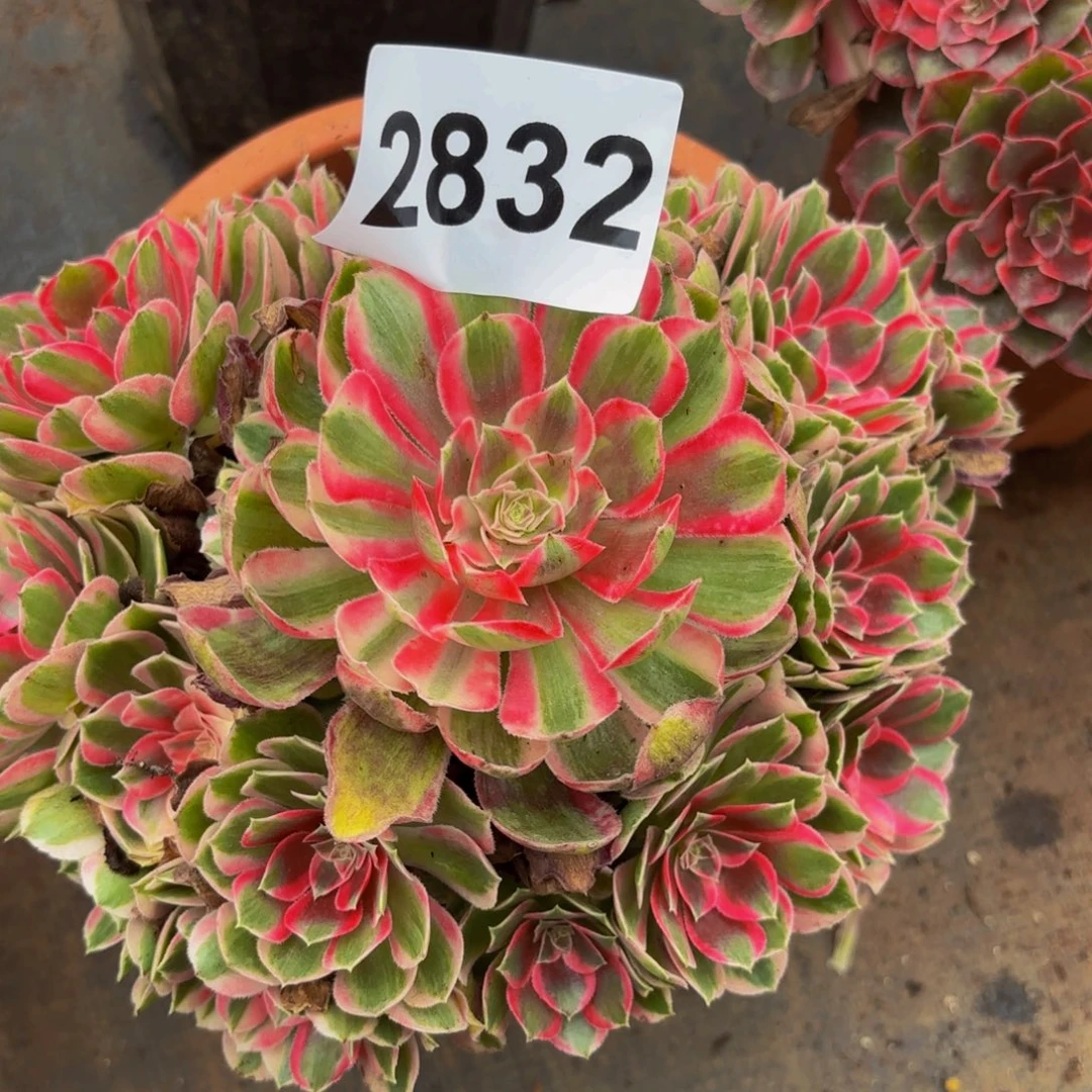 2832多肉植物孔雀翎