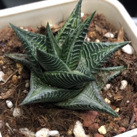 琉璃殿白锦带盆发货哈哈哈