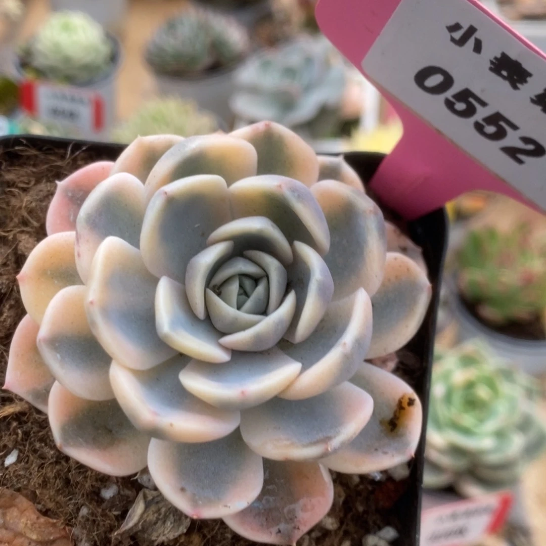 552汉堡锦锦锦锦锦