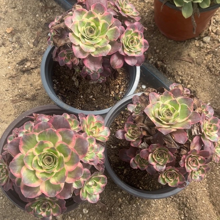 纳福多头多肉植物量拍