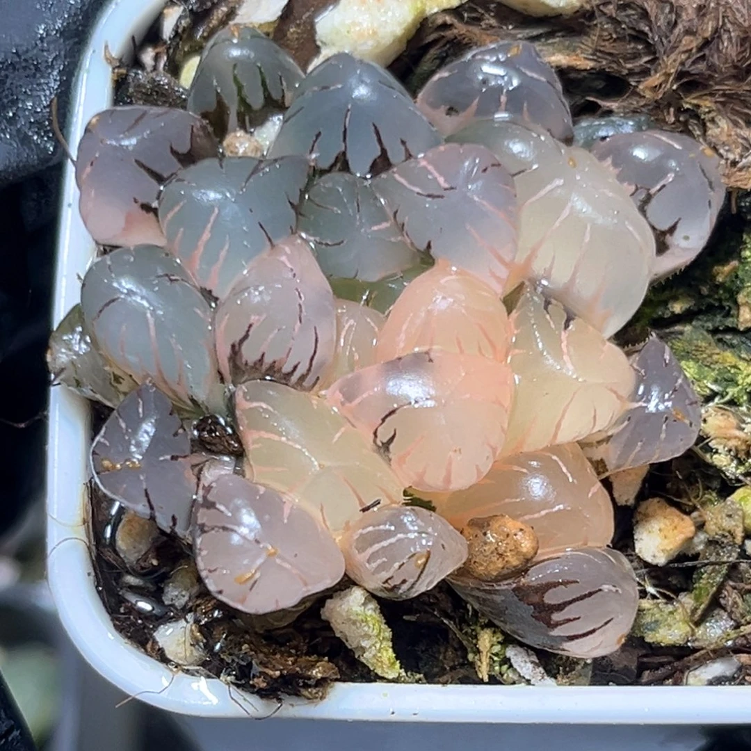 恭喜发财大吉大利3930