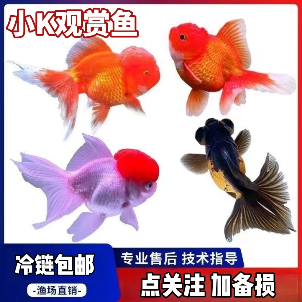 ［大尺寸］5条国粹金鱼 冷链包邮 品种混搭 8-10