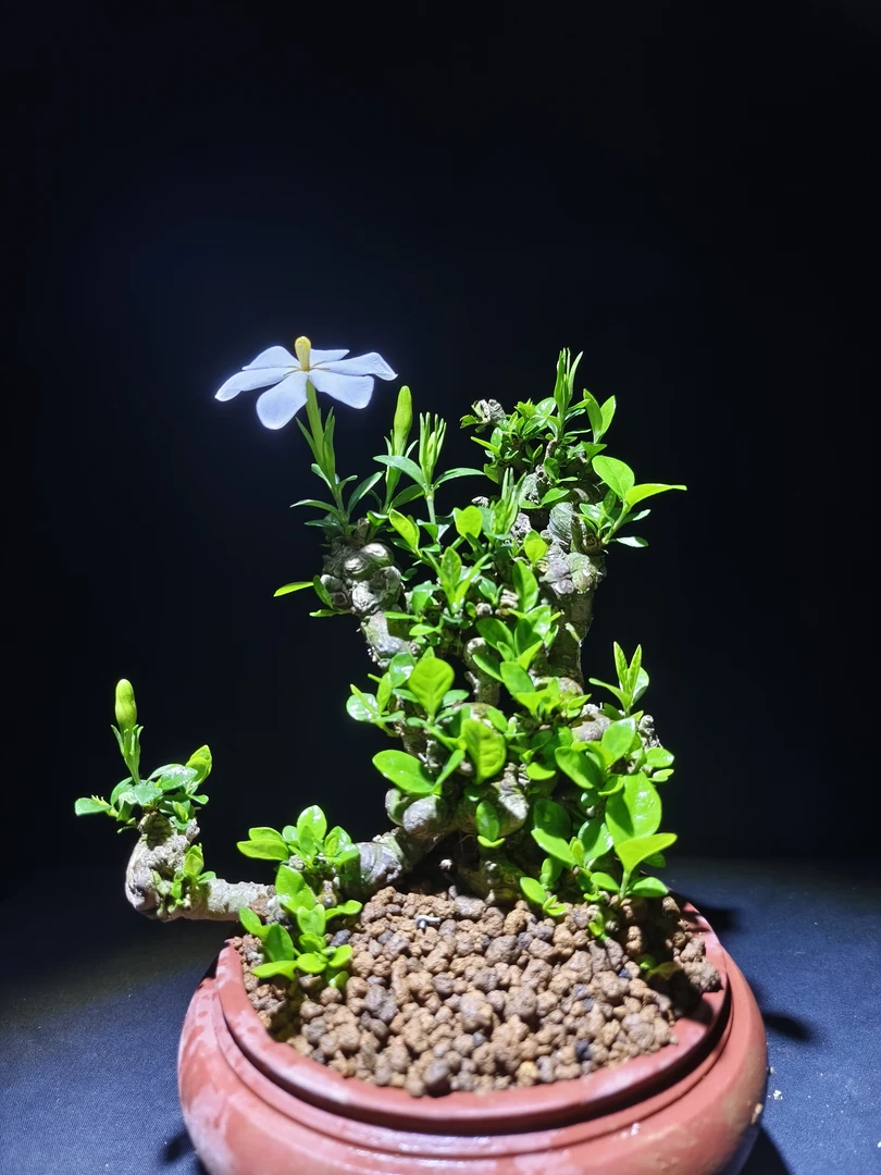 直播间一物一拍链接 小叶栀子花老桩绿植盆栽