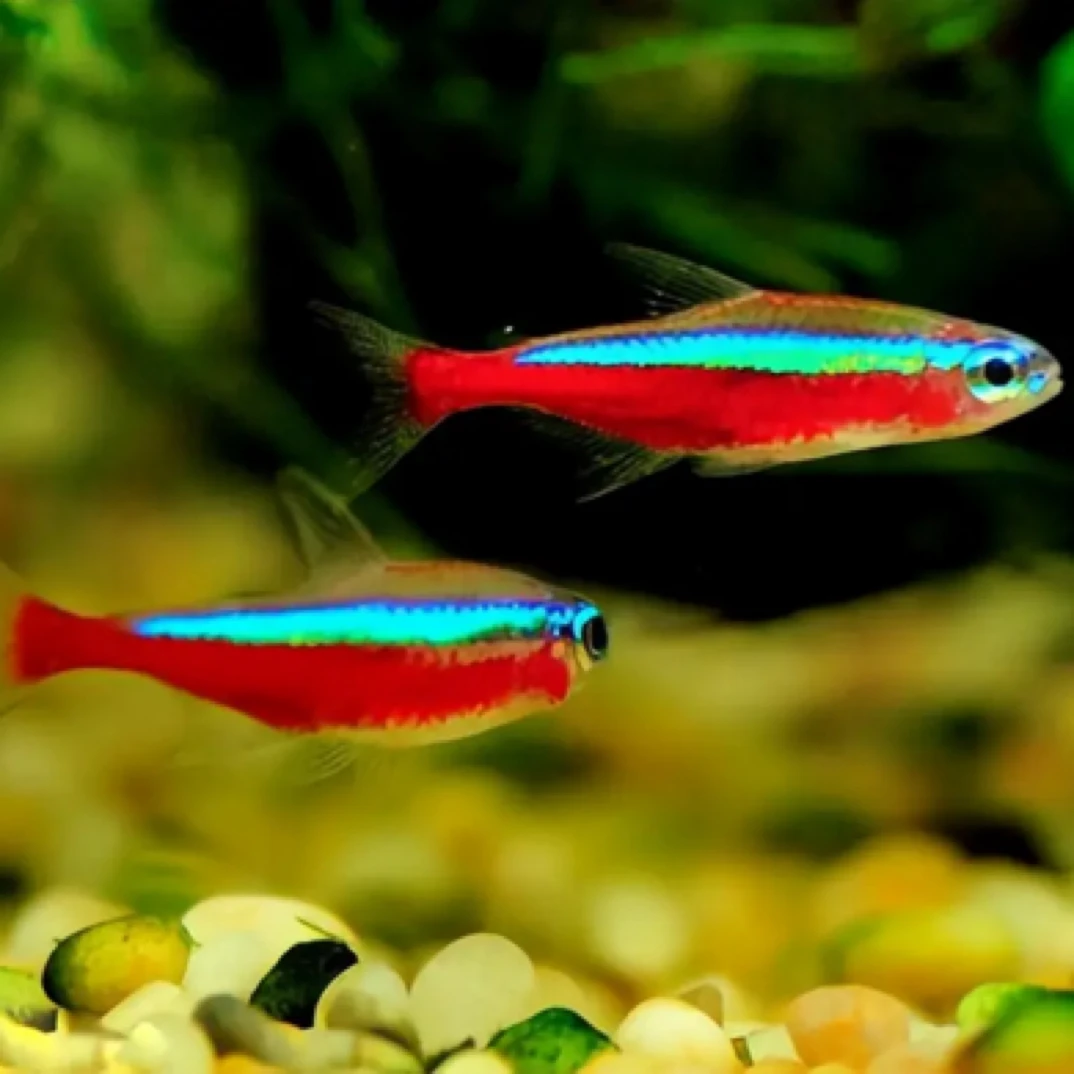 宝莲灯鱼热带观赏鱼小型灯科鱼草缸造景