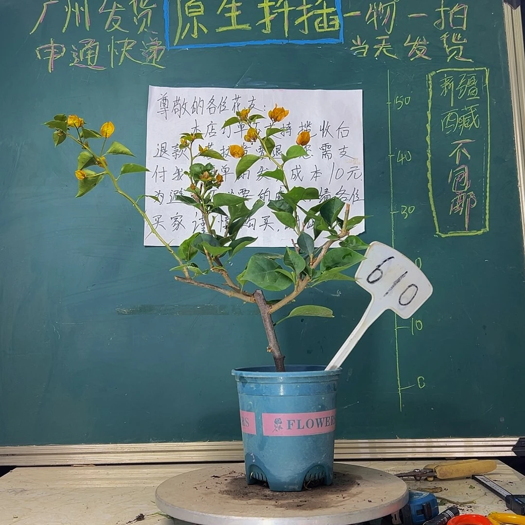 当前无花栽培后可以开花  凤凰  610