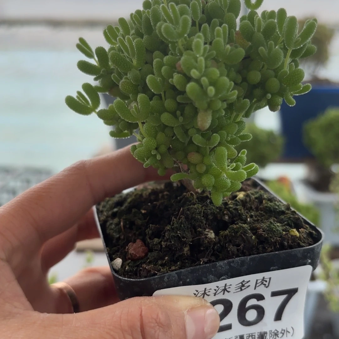 267蜜橘糖球炸福利
