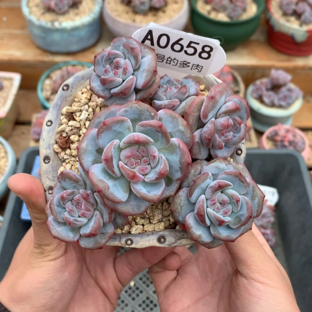 A0658 突尼斯老桩 无砍 11cm