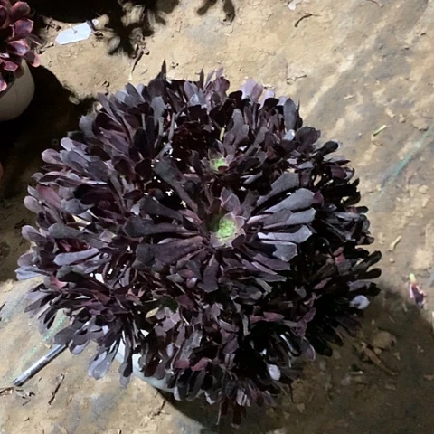 黑铜多肉植物法师9号