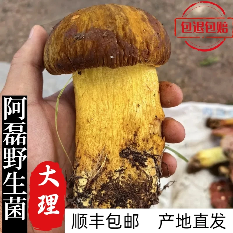 云南特产新鲜黄牛肝菌野生菌黄赖头健康天然食用可煲汤