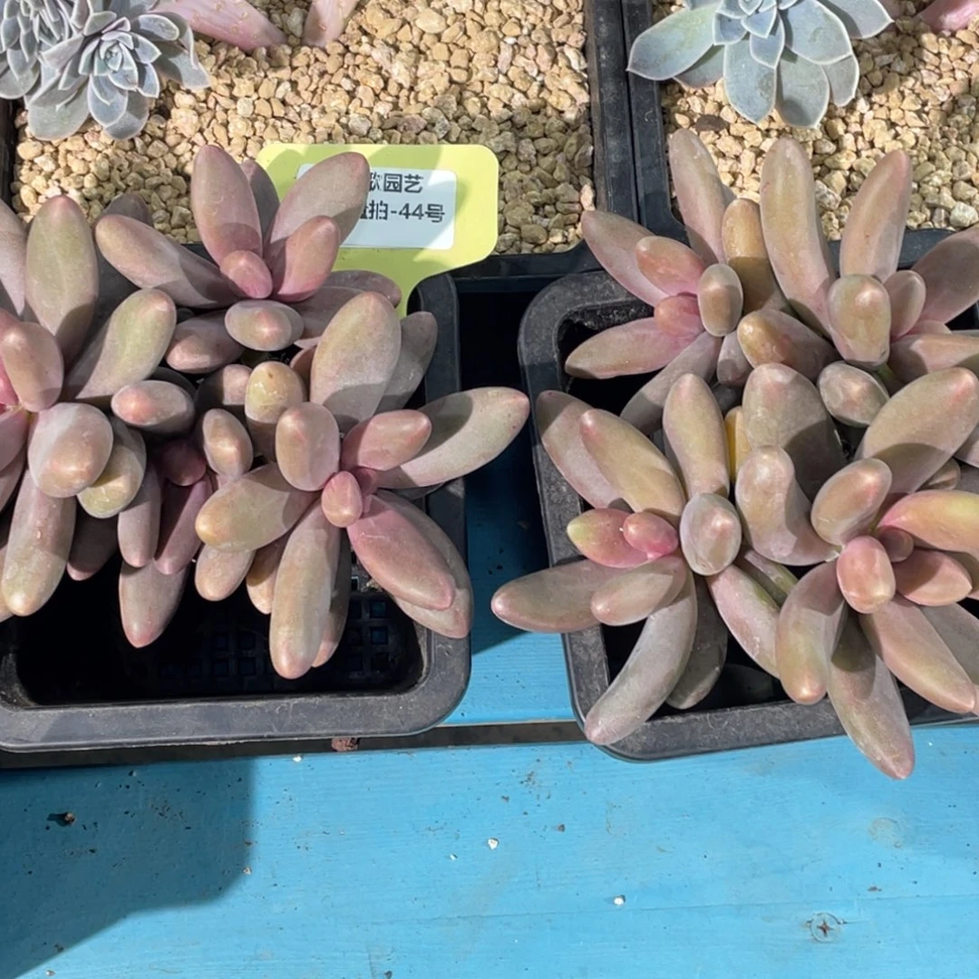 0104-44-糖果美人大群一颗