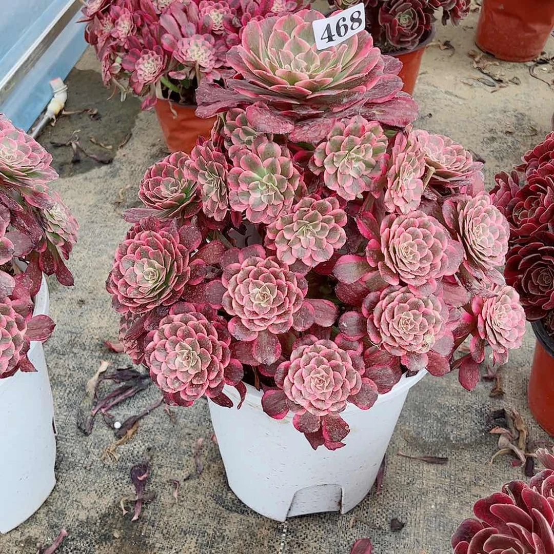 无花朵人***?多肉植物霁月寄养468