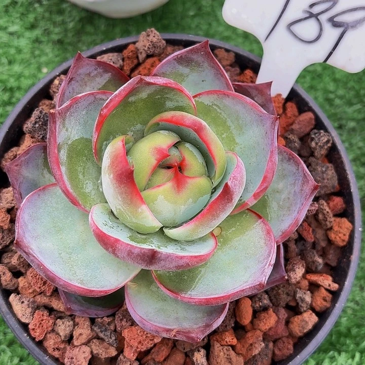 丽娟花卉惊鸿189