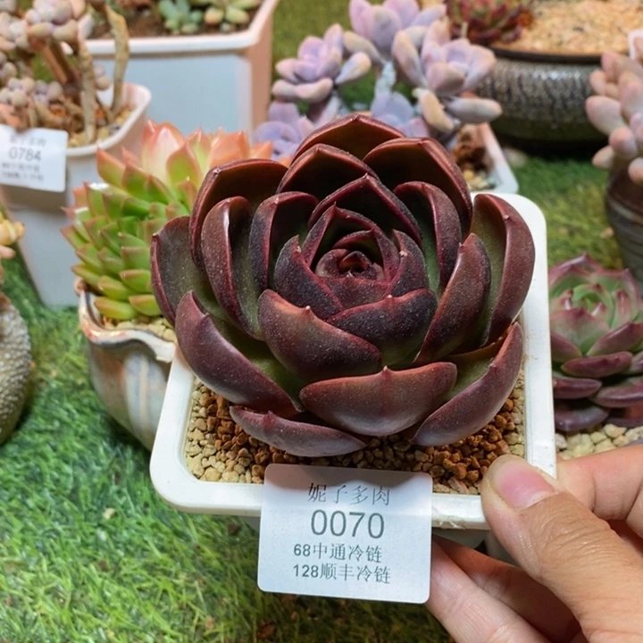 0070 不满68请拍冷链