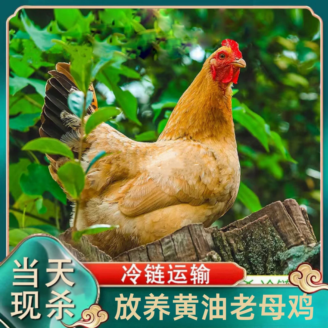 【鸡不可失】放养2年黄油老母鸡 带内脏 3只净重6斤