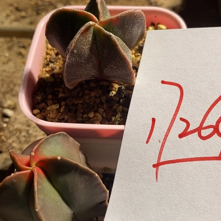 17264一组一组一组