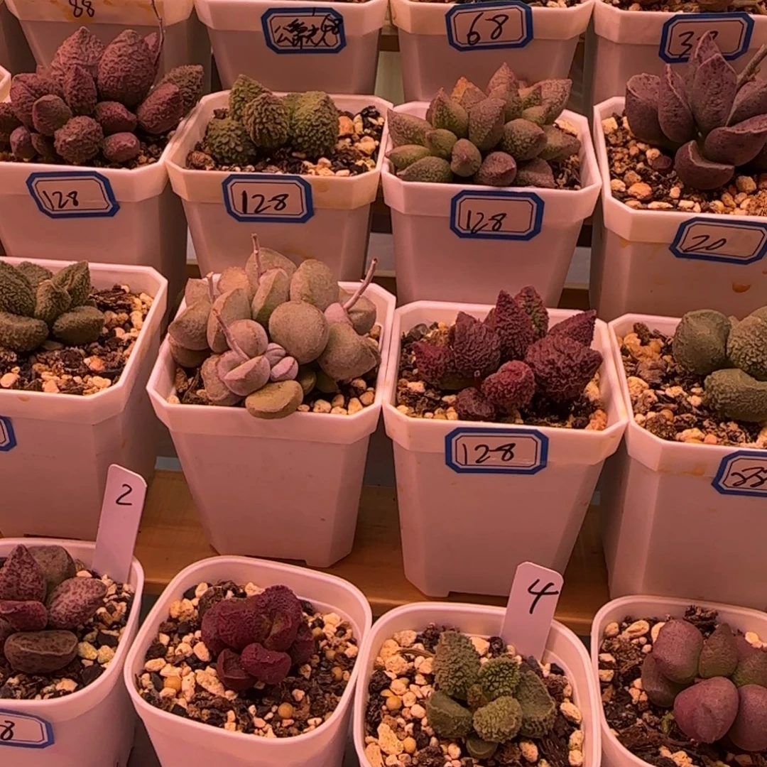 新品多肉一物一拍