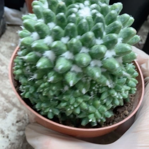 雪糕仙人球12米仙人球