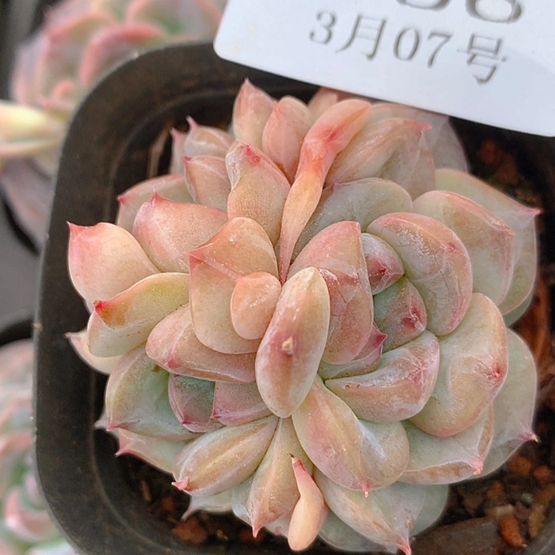 【闪购商品】云636