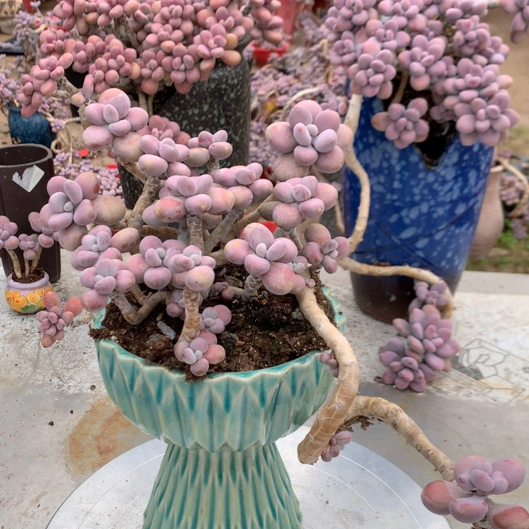 桃蛋老桩不带盆29号